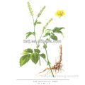 Hot sale Hairyvein Agrimonia Herb Extract